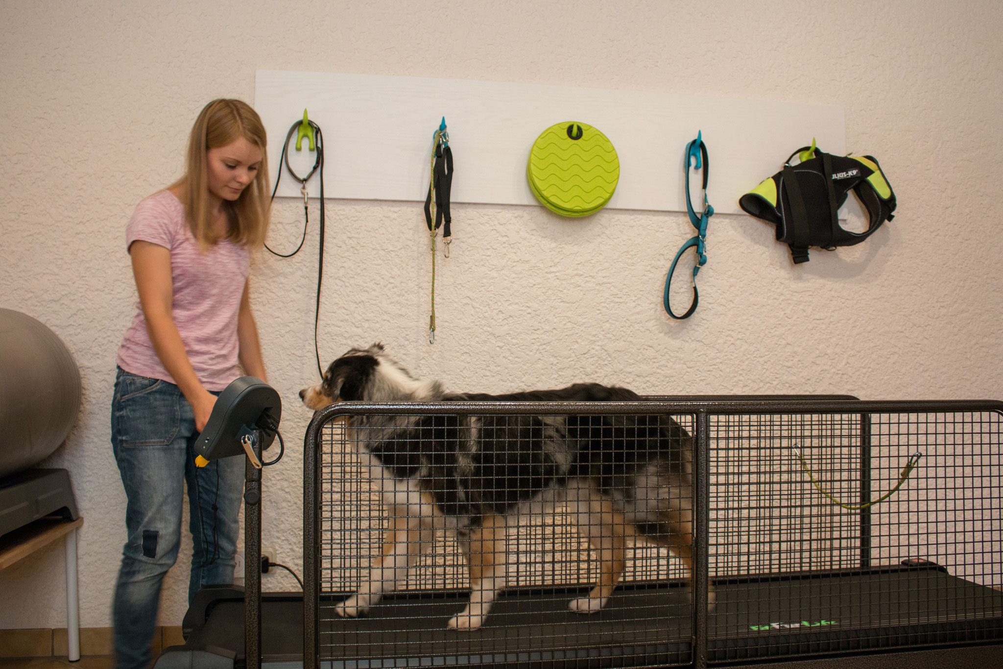 Hund 5