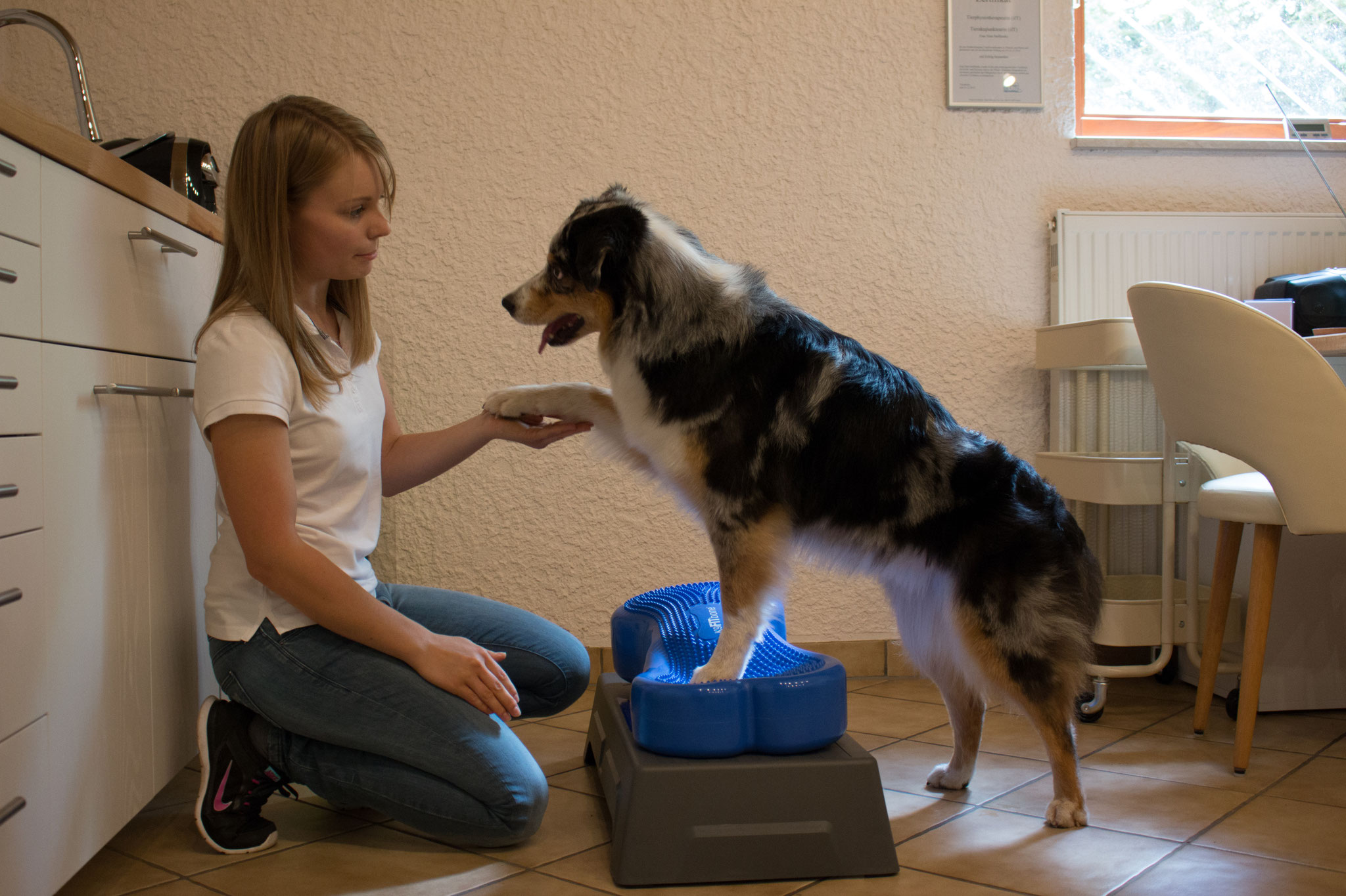Hund 6