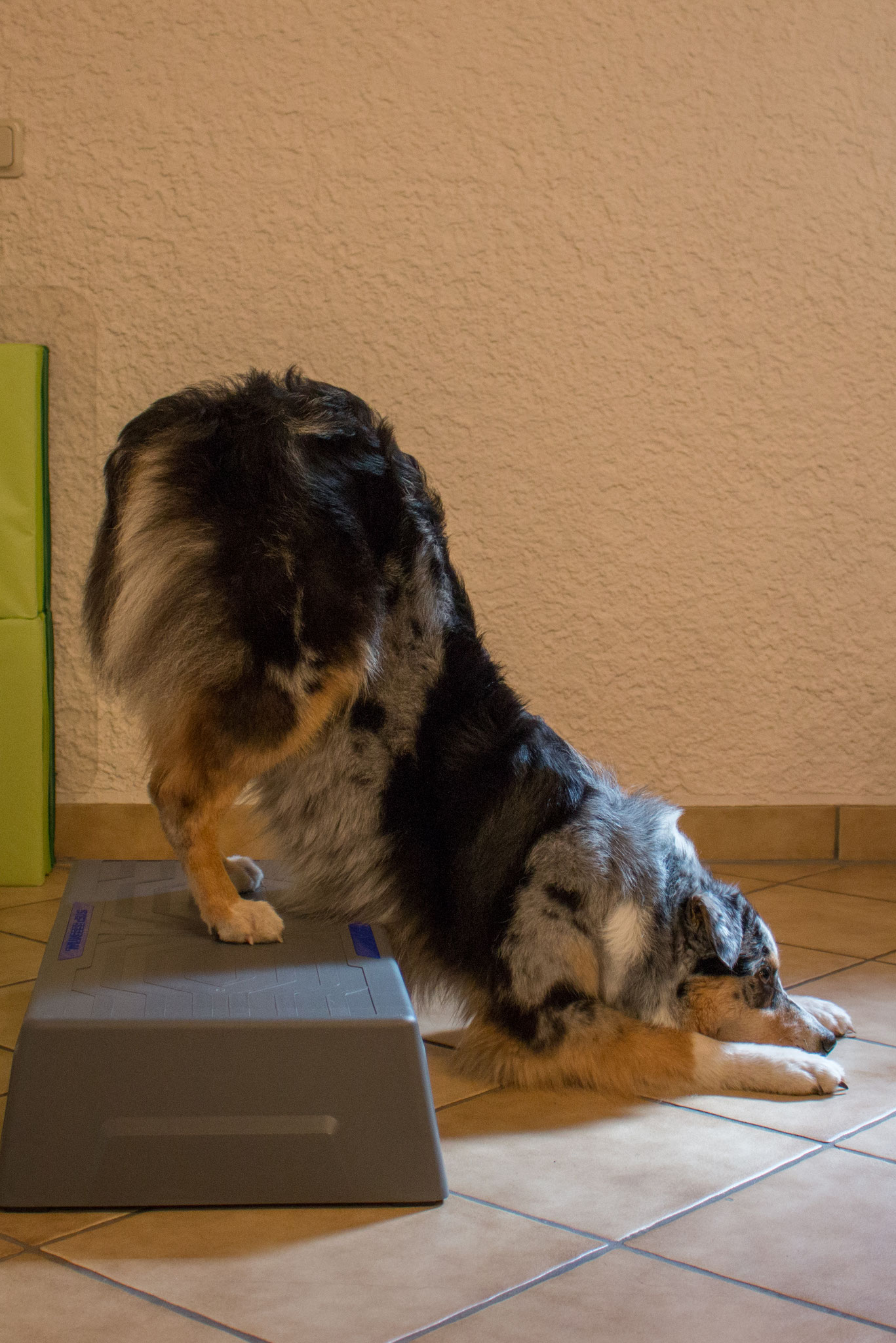 Hund 7