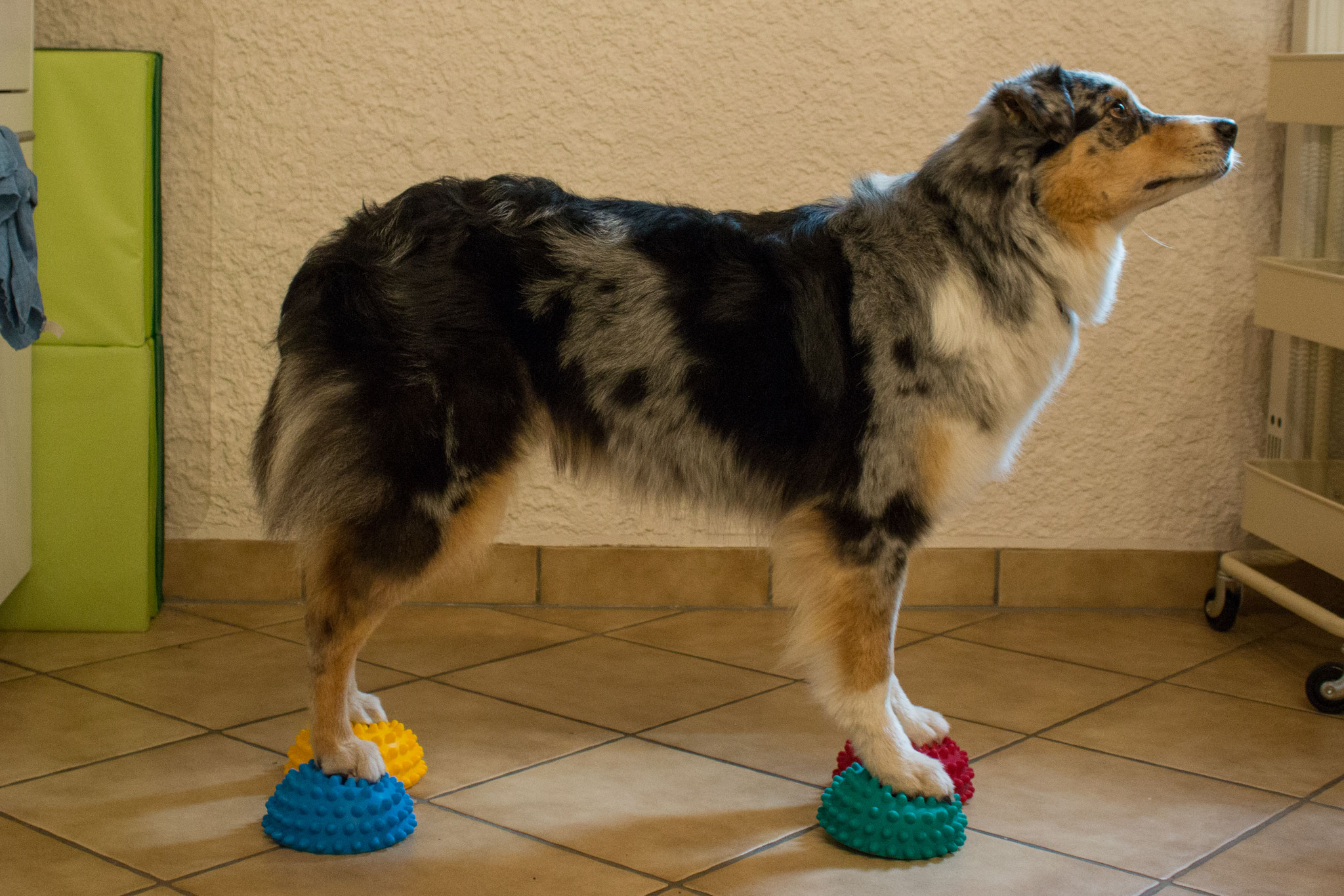 Hund 8