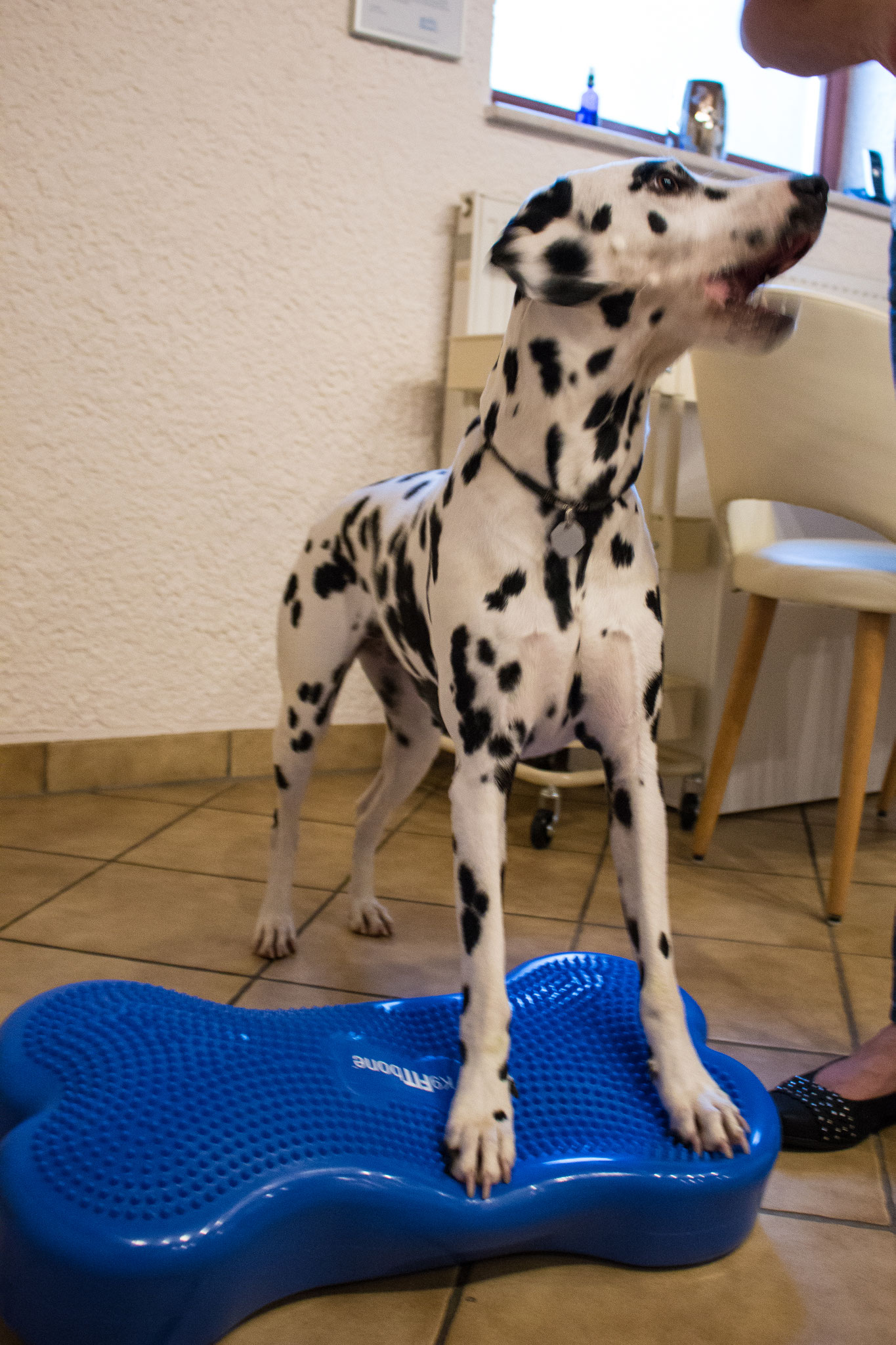 Hund 9