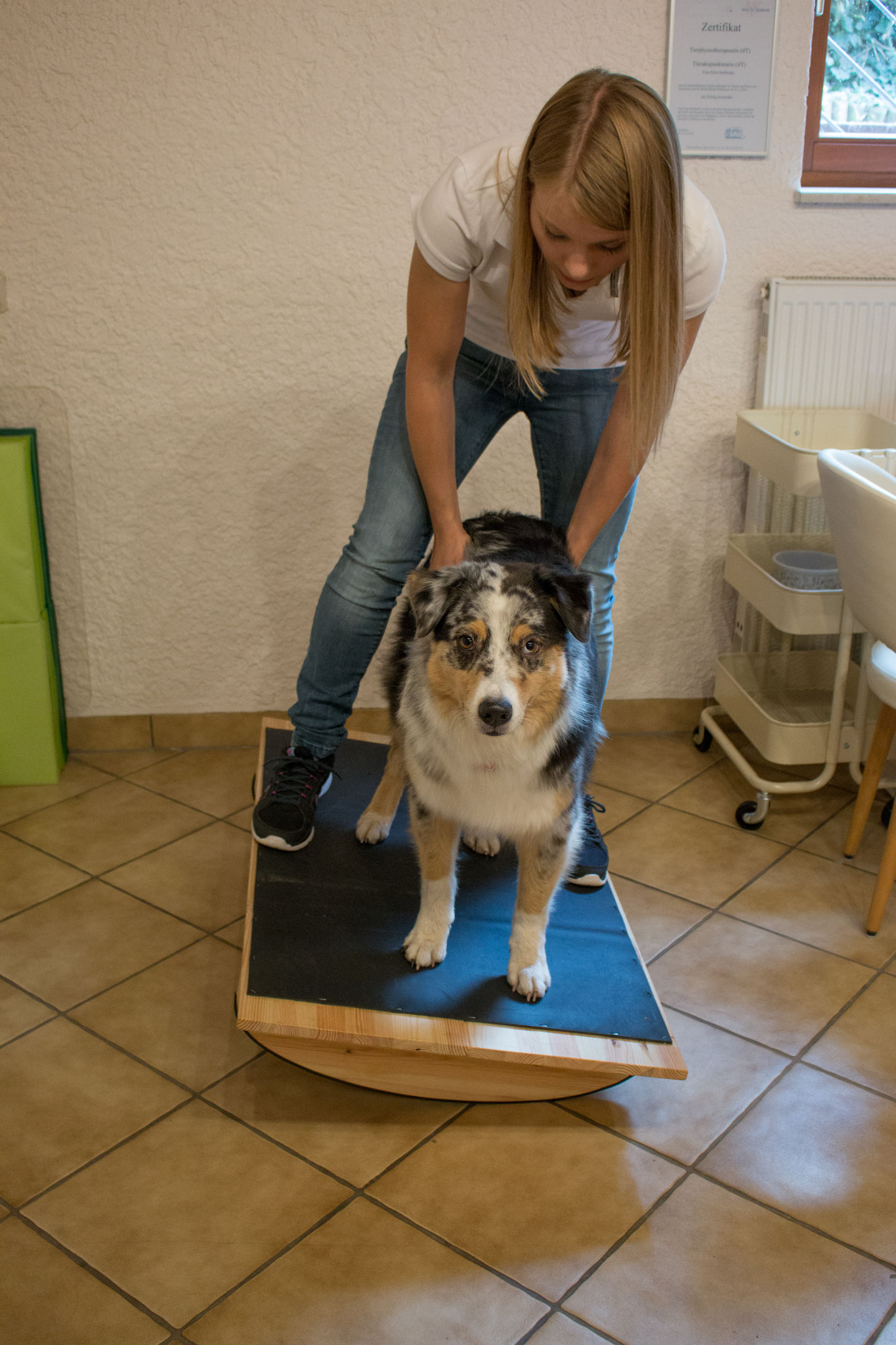 Hund 10