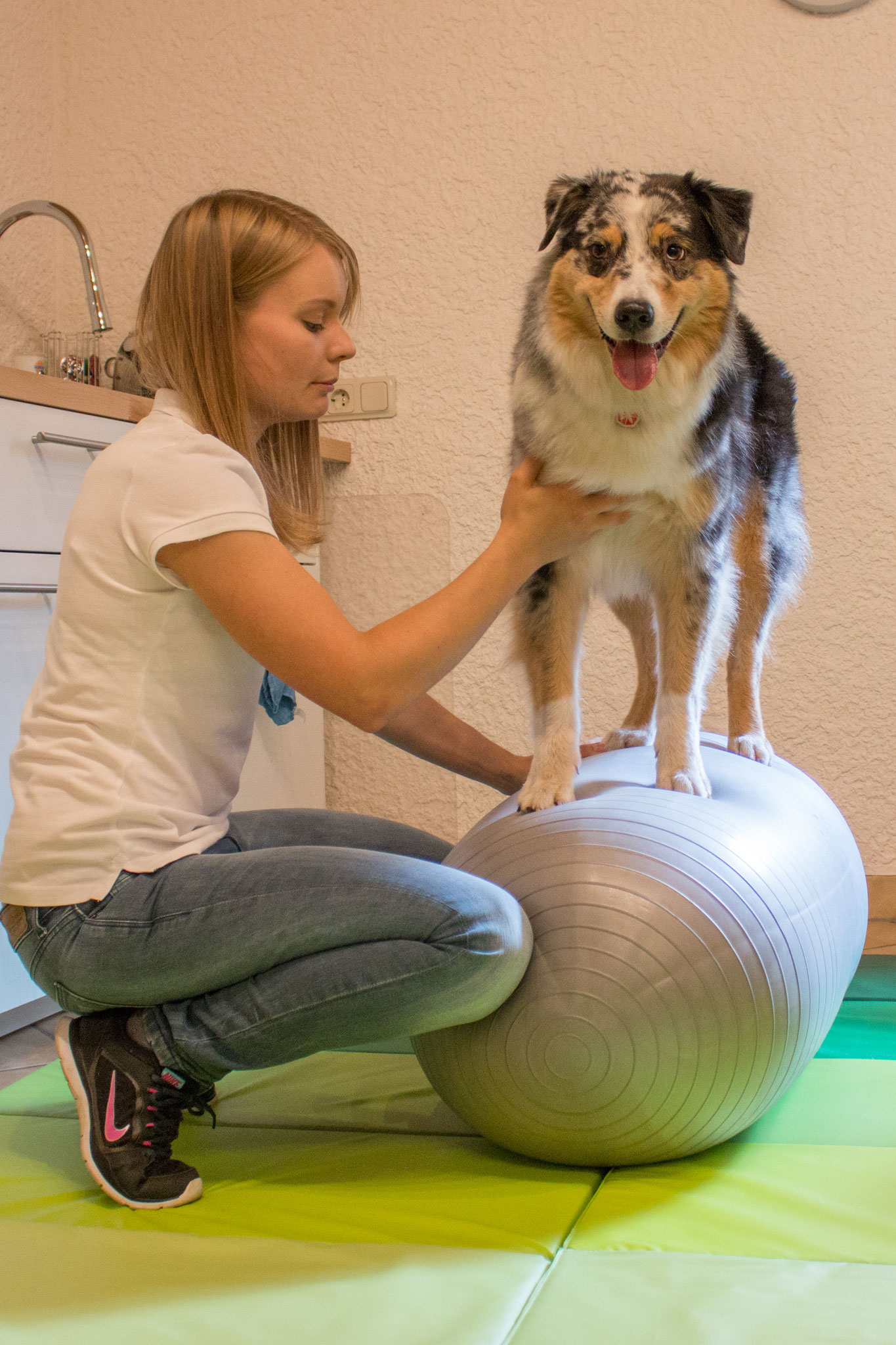 Hund 11