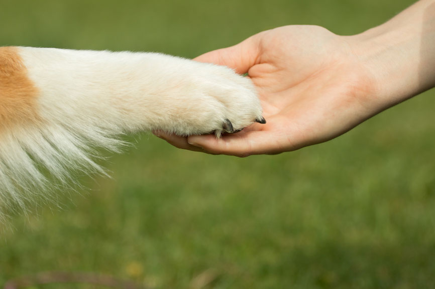 Hundepfote in Hand